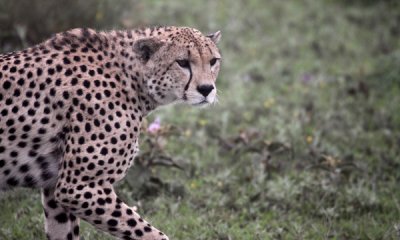 Cheetah (m)