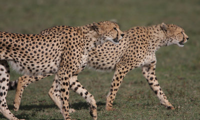 Cheetahs