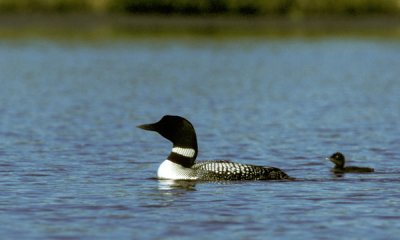 Common loon with chick