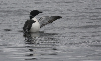Common loon display