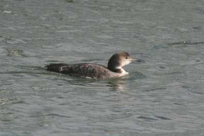 Common loon in eclipse