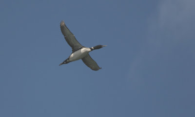 Common loon flying