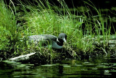 Common loon on nest
