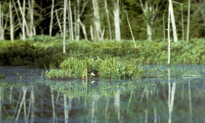 Common loon on nest