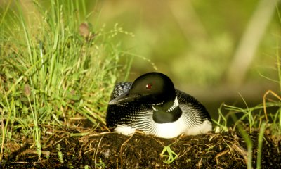 Common loon on nest