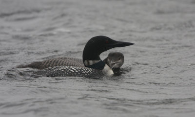 Gallery: Loons