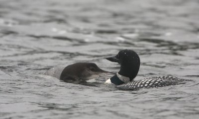 Common loon in fall feeding offspring