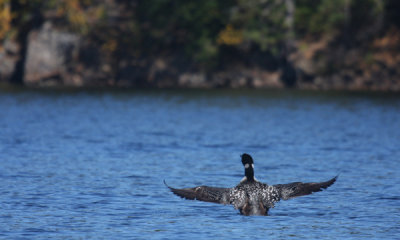 Common loon in fall