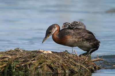 Red-necked grebe with chicks
