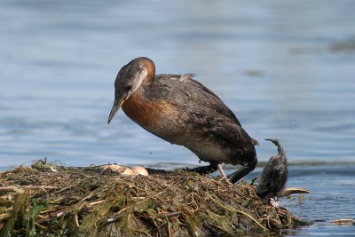 Red-necked grebe with chicks