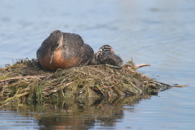 Red-necked grebe at nest