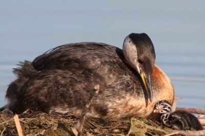 Red-necked grebe at nest