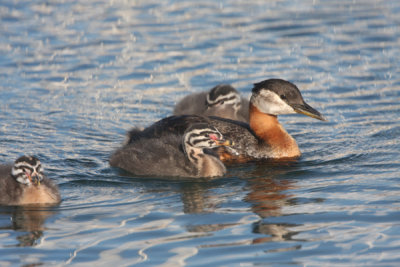 Red-necked grebe with family
