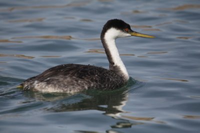 Western grebe