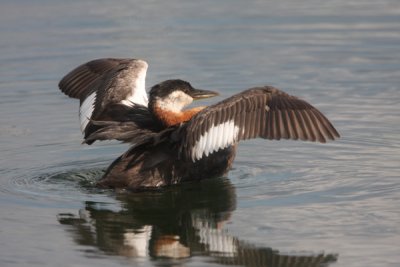 Red-necked grebe