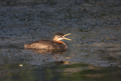 Red-necked grebe immature