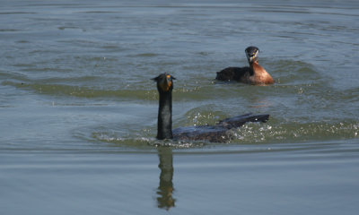 Red-necked grebe chasing cormorant