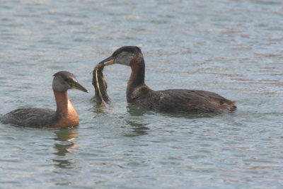 Red-necked grebe courting