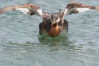 Red-necked grebe
