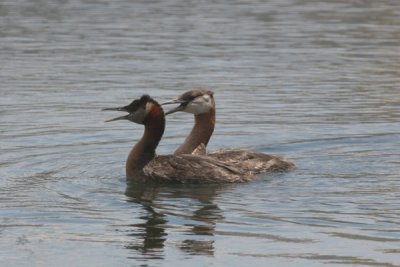 Red-necked grebe courting