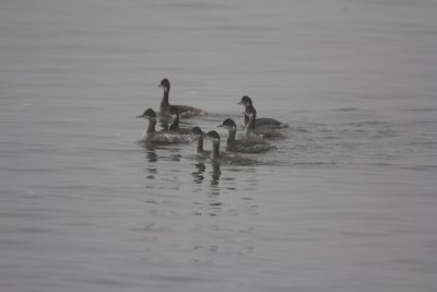 Western grebe