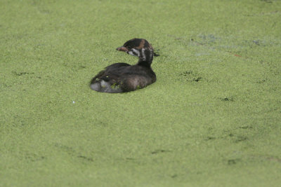 Pied billed grebe chick