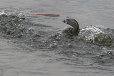 Pied billed grebe