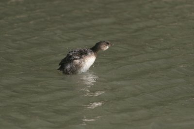 Pied billed grebe