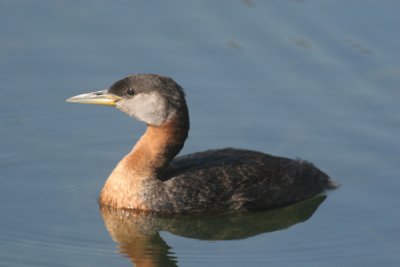 Red-necked grebe