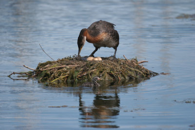 Red-necked grebe at nest
