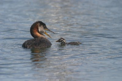 Red-necked grebe with chick