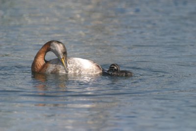 Red-necked grebe with chick