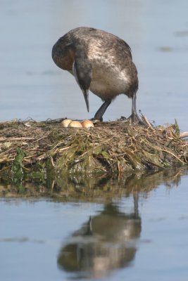 Red-necked grebe at nest