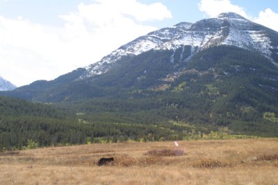 Black bear Waterton Lakes NP. Alberta