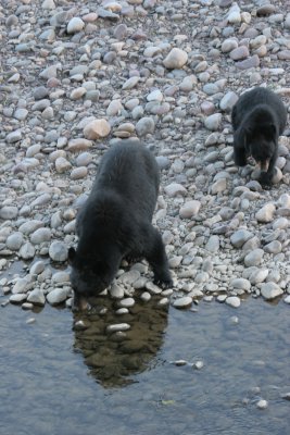 Black bear with cub