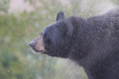 Black bear in rain
