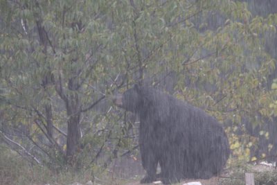 Black bear in rain