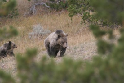 Grizzly with cubs