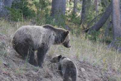 Grizzly with cubs