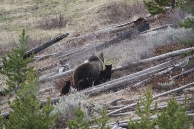 Grizzly with cubs