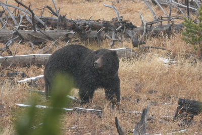 Grizzly bear