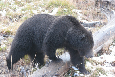 Grizzly bear