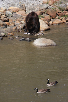 Grizzly bear with Canada geese