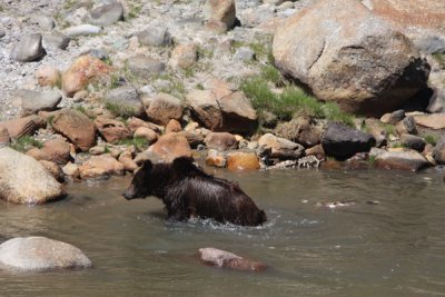Grizzly bear with bison carcase