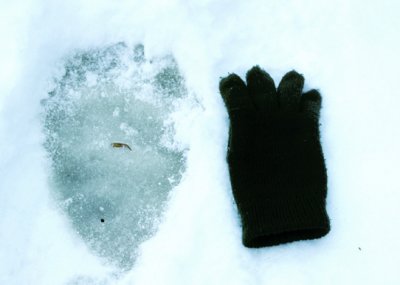 Polar bear track