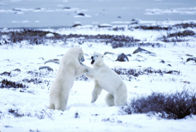 Polar bear soarring