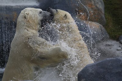 Polar bear (zoo study)