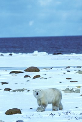 Polar bear