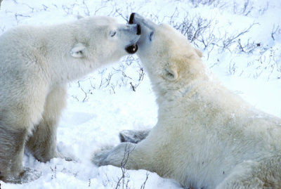 polar-bear-096.jpg