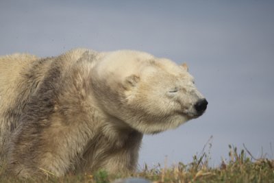 Polar bear (zoo study)